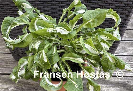 Hosta Twisted Spearmint